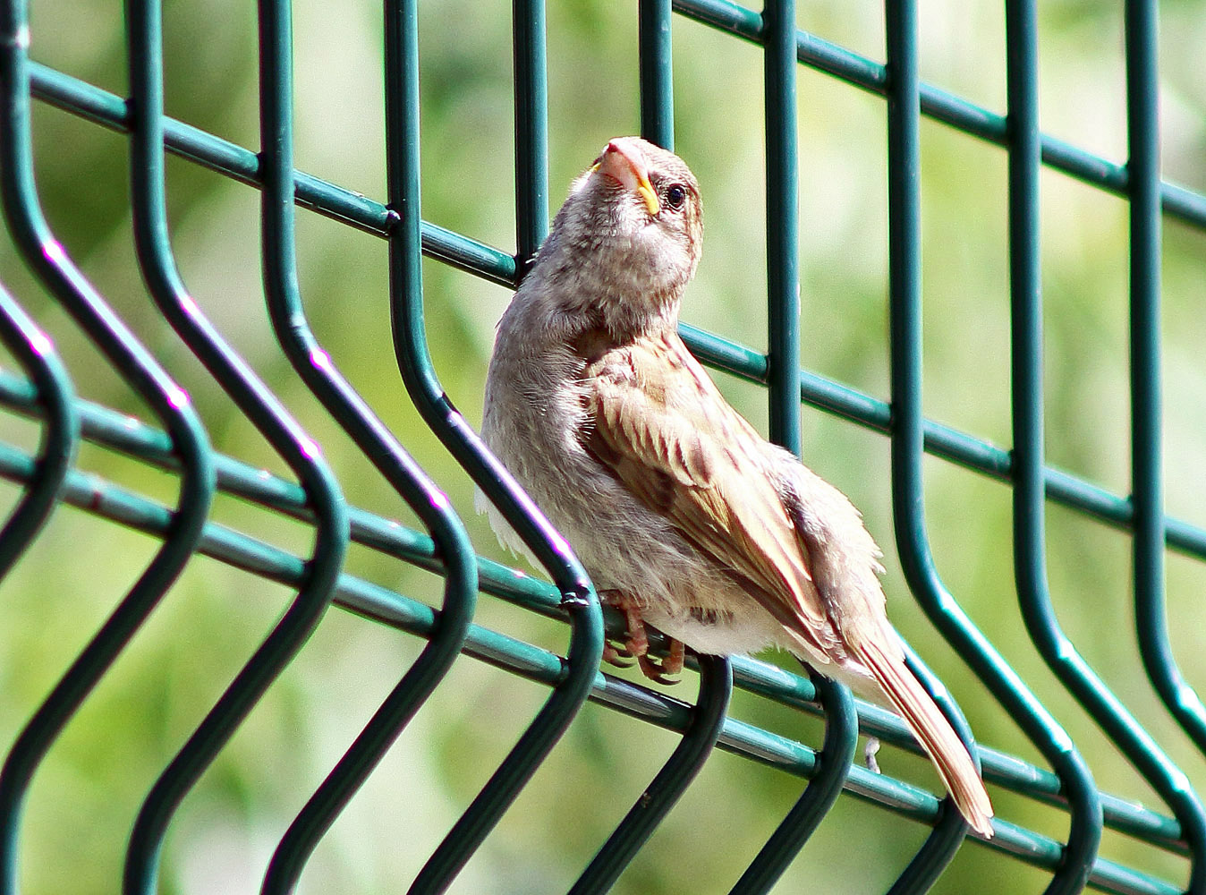 Serçe » House Sparrow » Passer domesticus