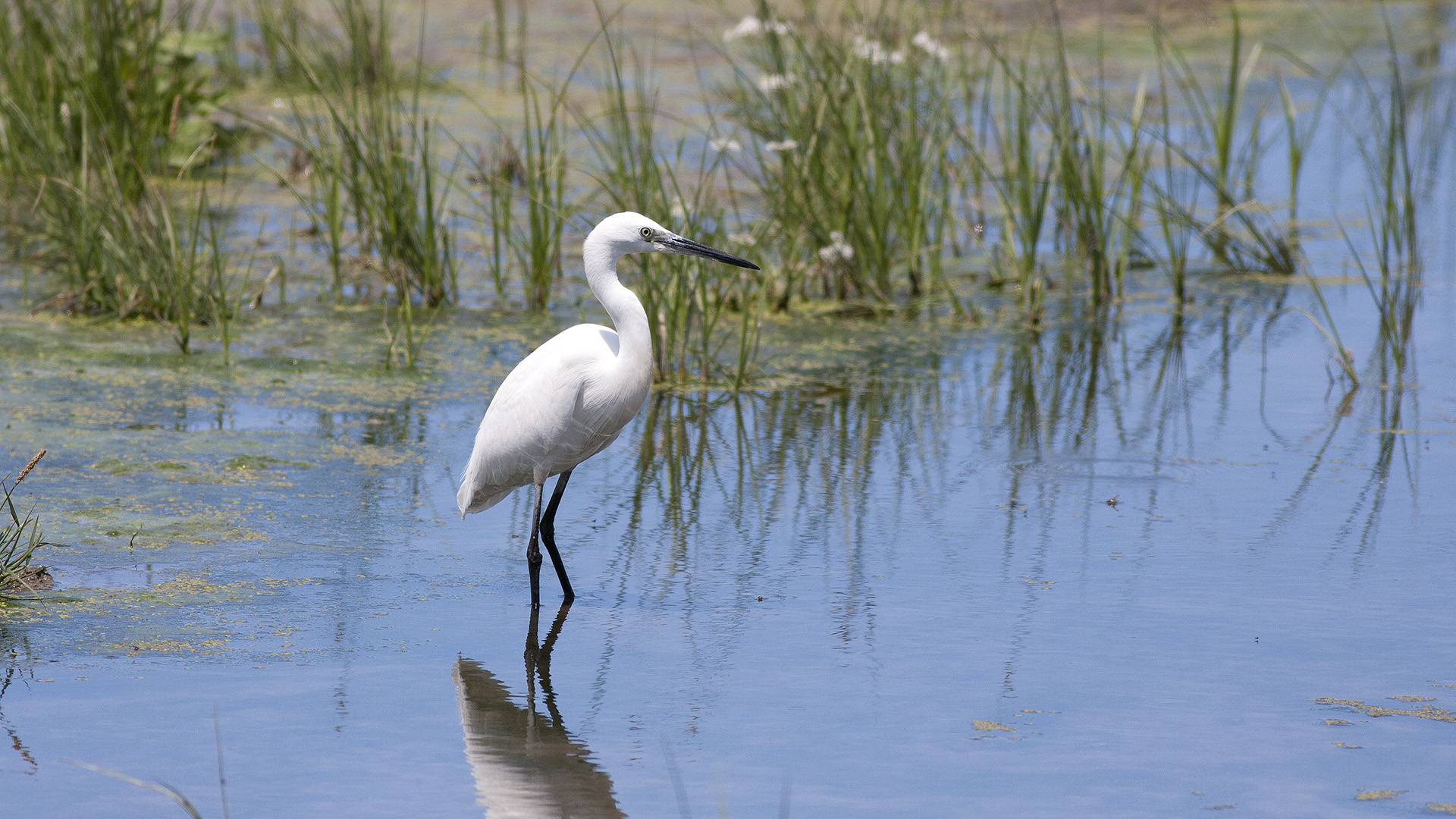 Küçük ak balıkçıl » Little Egret » Egretta garzetta