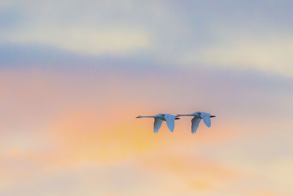 Ötücü kuğu » Whooper Swan » Cygnus cygnus