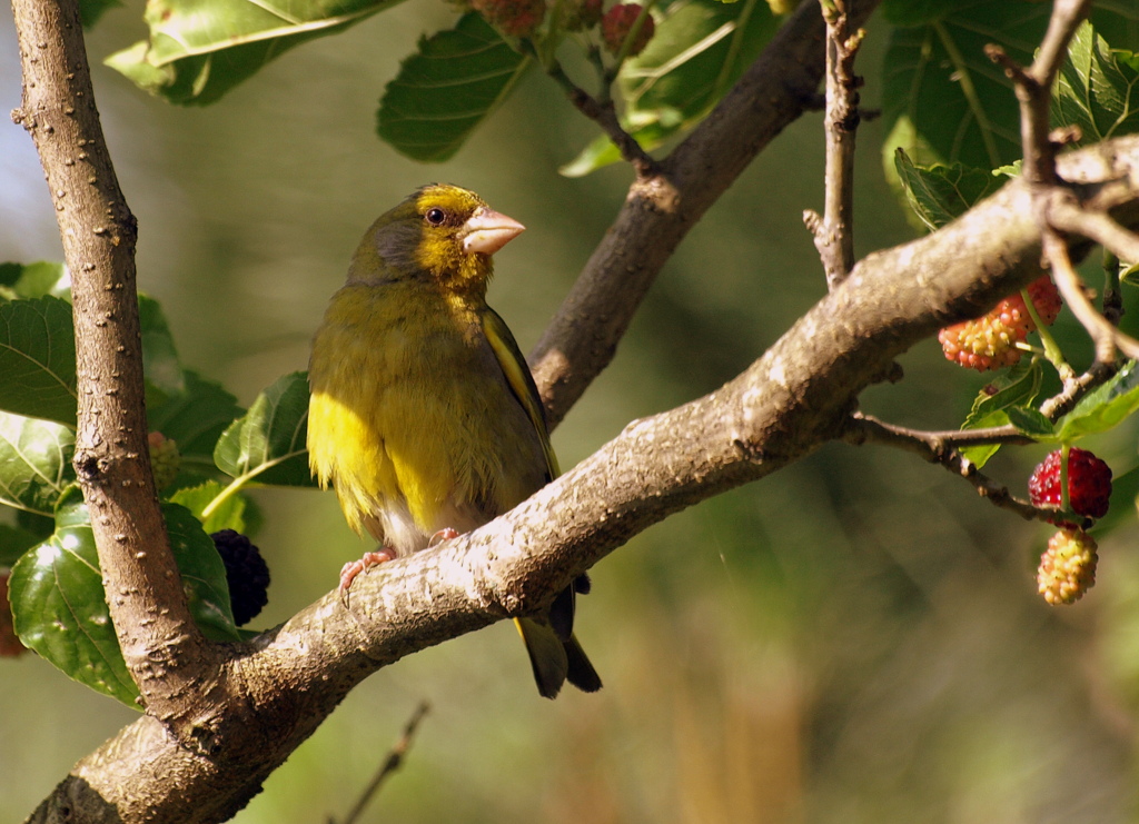 Florya » European Greenfinch » Chloris chloris