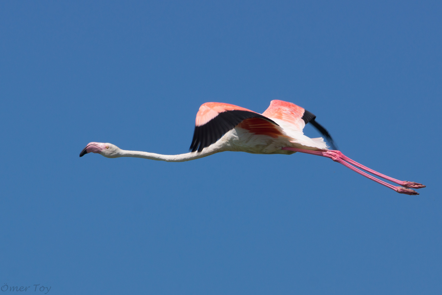 Flamingo