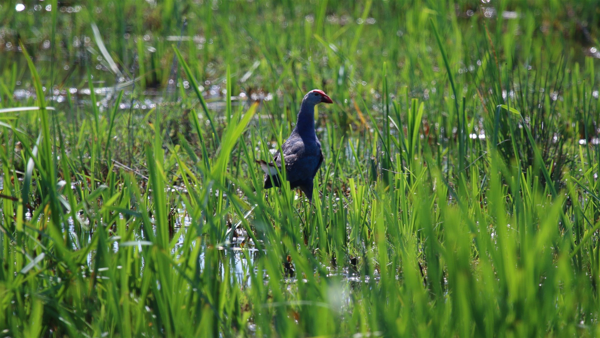 Sazhorozu » Grey-headed Swamphen » Porphyrio poliocephalus
