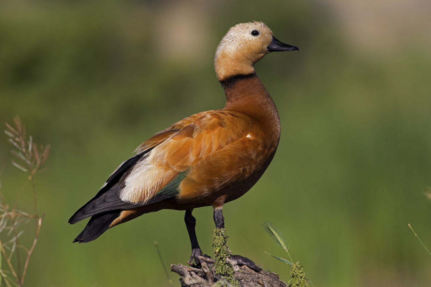 Angıt » Ruddy Shelduck » Tadorna ferruginea