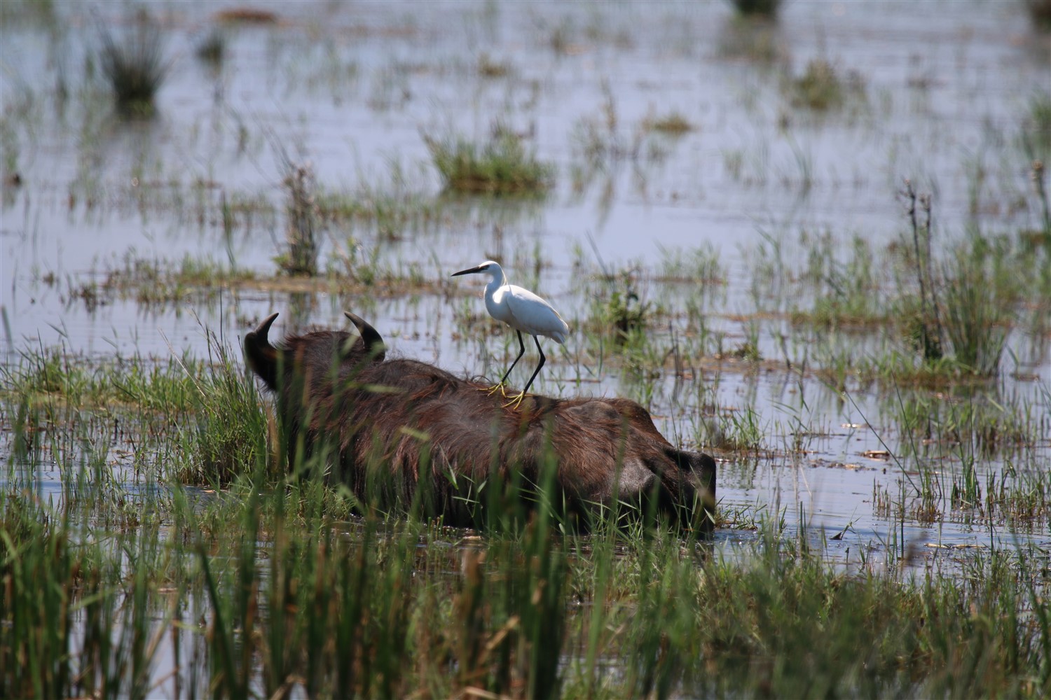 Küçük ak balıkçıl » Little Egret » Egretta garzetta