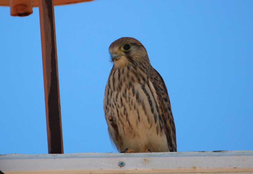Kerkenez » Common Kestrel » Falco tinnunculus