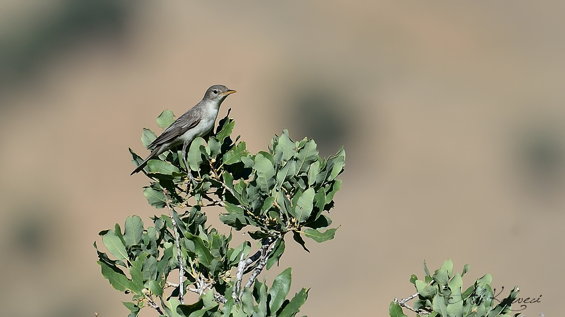 Zeytin mukallidi