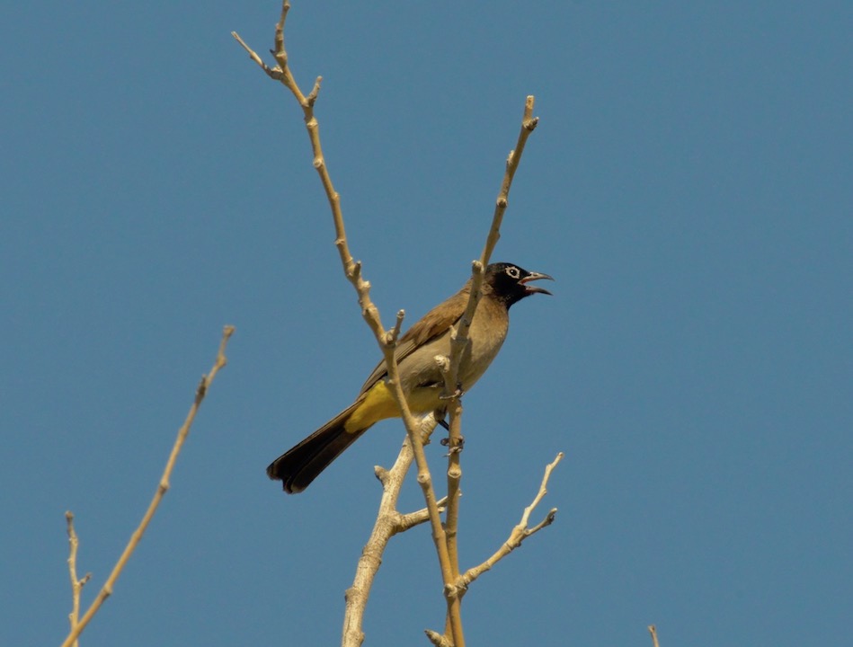 Arapbülbülü » White-spectacled Bulbul » Pycnonotus xanthopygos
