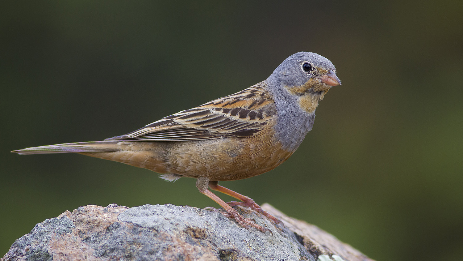 Kızıl kirazkuşu » Cretzschmar`s Bunting » Emberiza caesia