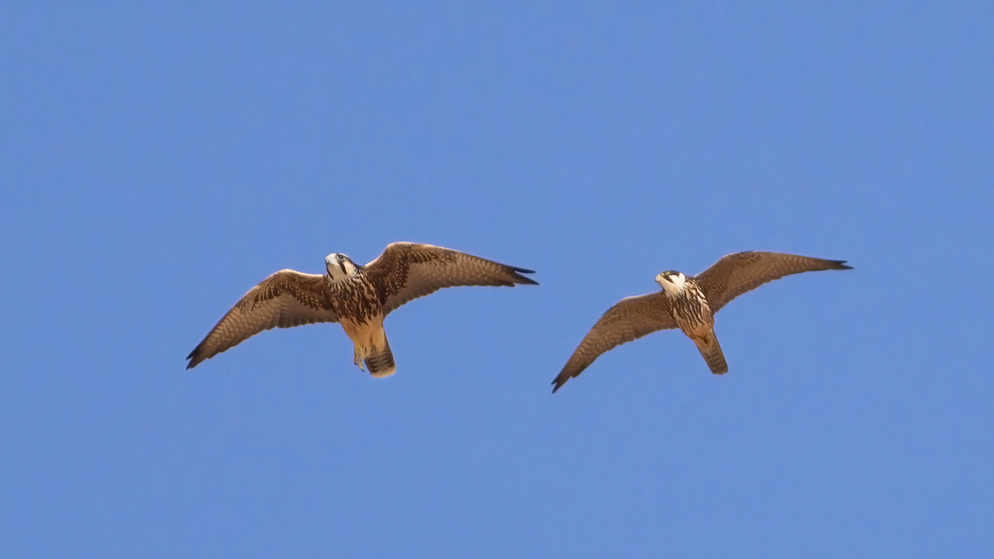 Bıyıklı doğan » Lanner Falcon » Falco biarmicus