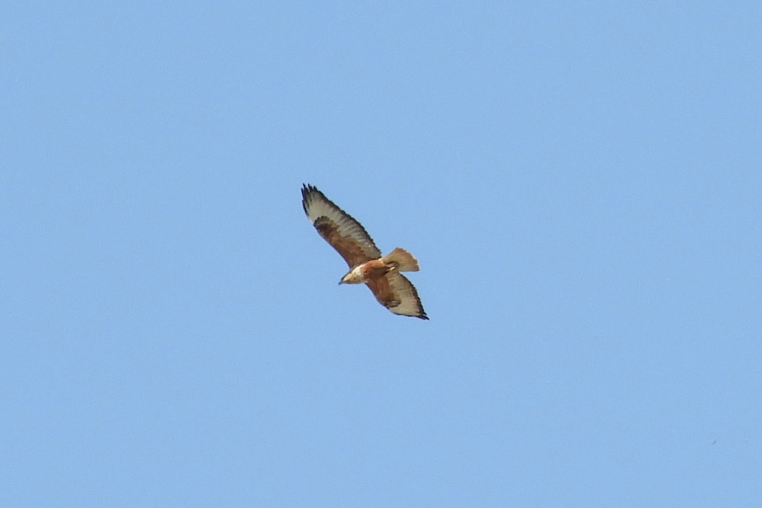 Kızıl şahin » Long-legged Buzzard » Buteo rufinus