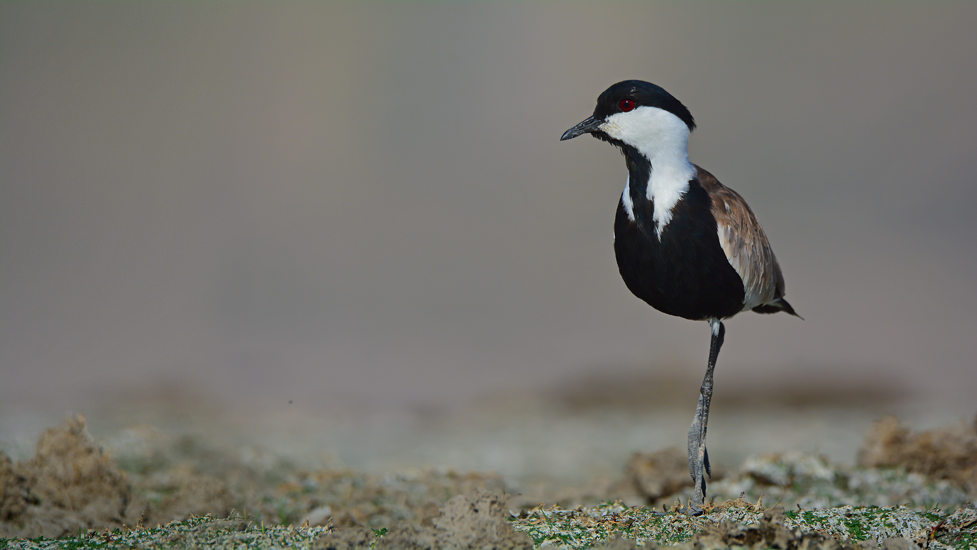 Mahmuzlu kızkuşu