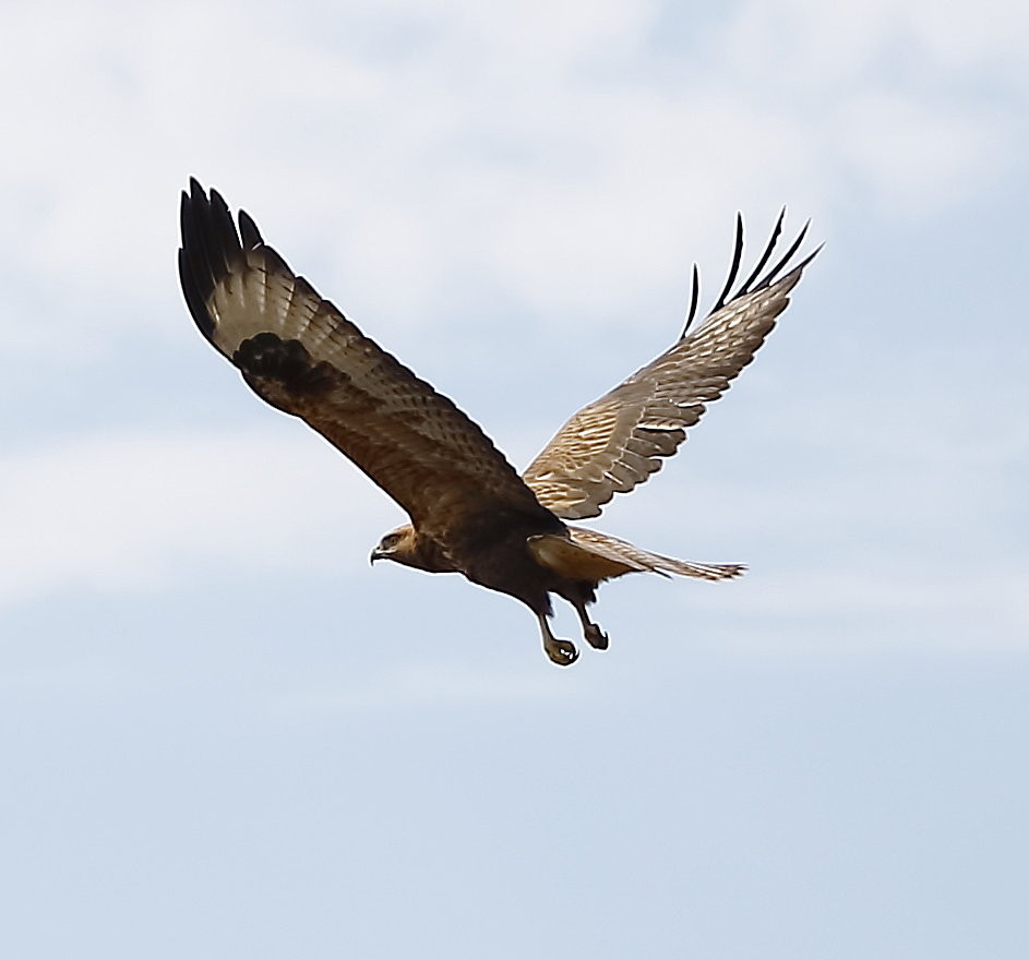 Kızıl şahin » Long-legged Buzzard » Buteo rufinus