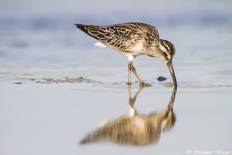 Sürmeli kumkuşu » Broad-billed Sandpiper » Limicola falcinellus