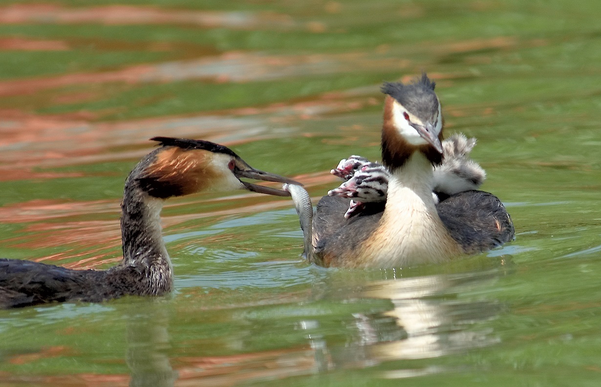 Bahri » Great Crested Grebe » Podiceps cristatus