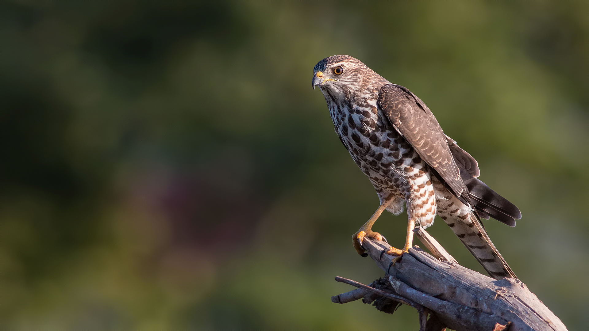 Yaz atmacası » Levant Sparrowhawk » Tachyspiza brevipes