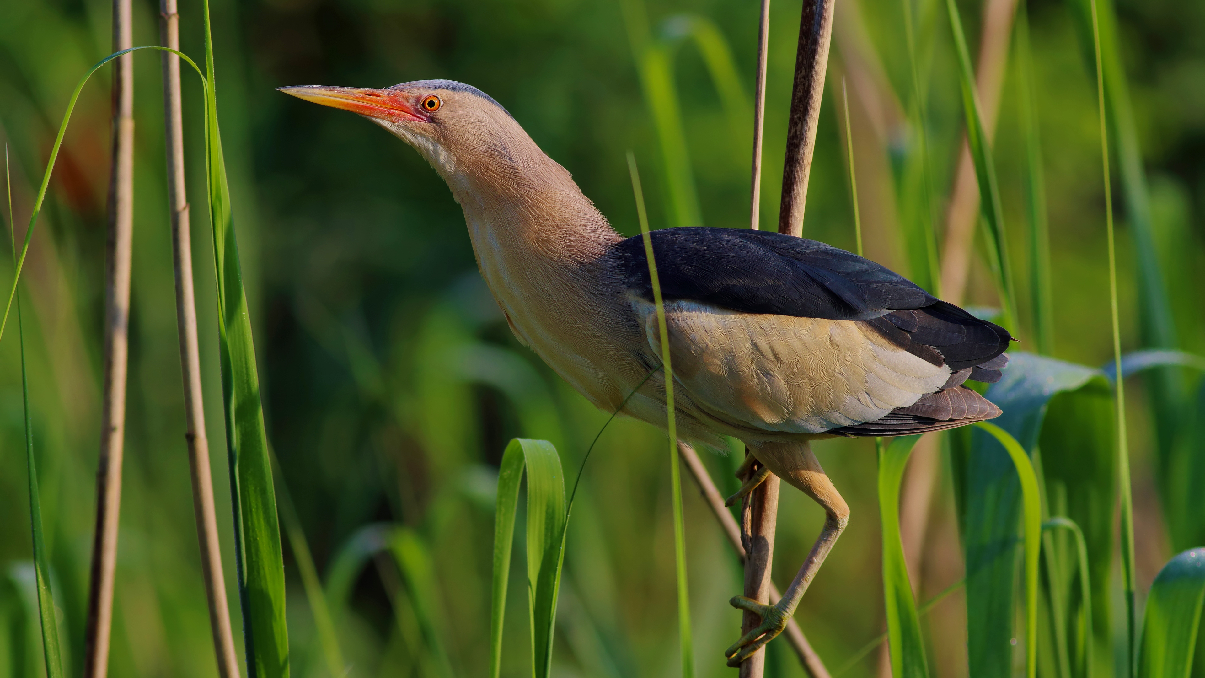Küçük balaban » Little Bittern » Botaurus minutus