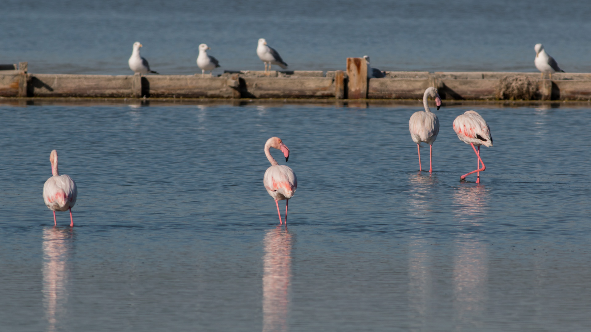 Flamingo