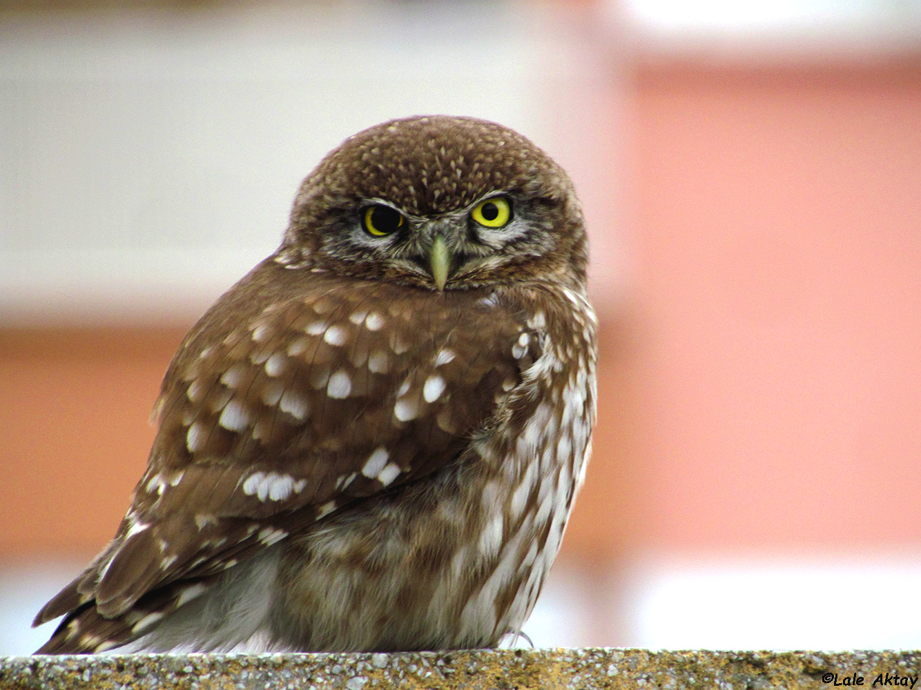 Kukumav » Little Owl » Athene noctua
