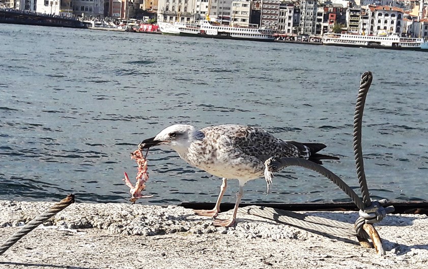 Gümüş martı » Yellow-legged Gull » Larus michahellis