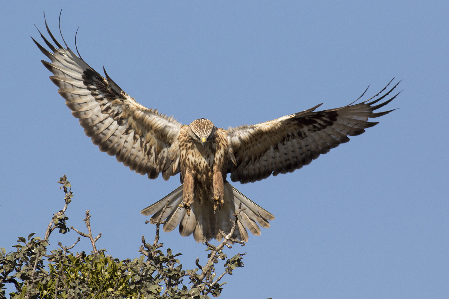 Kızıl şahin » Long-legged Buzzard » Buteo rufinus