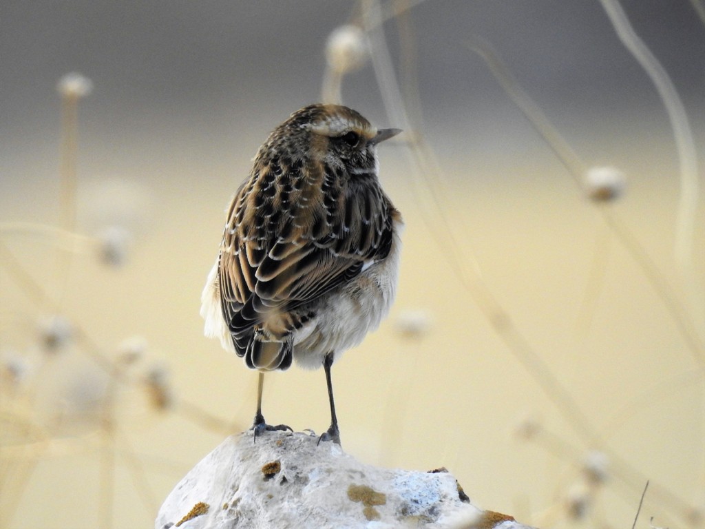 Çayır taşkuşu » Whinchat » Saxicola rubetra