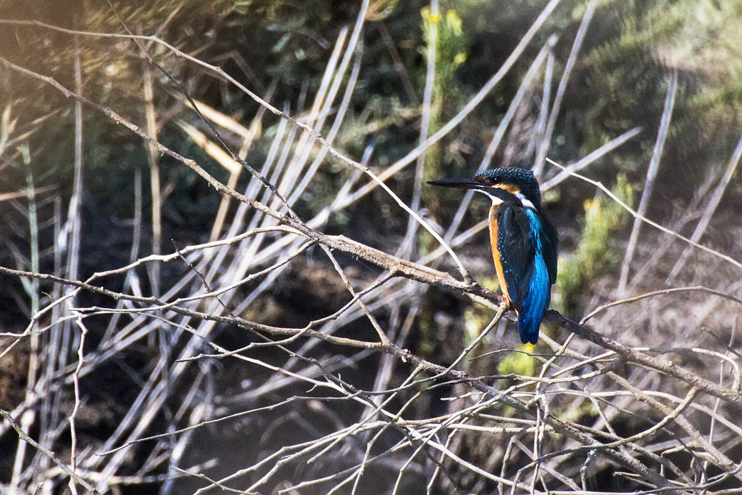 Yalıçapkını » Common Kingfisher » Alcedo atthis