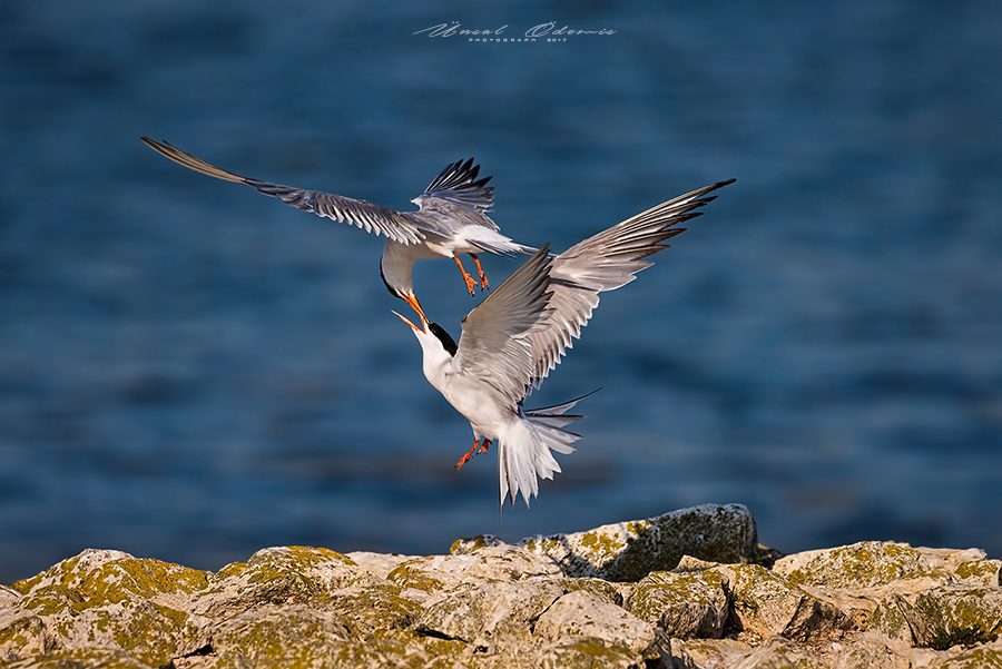 Sumru » Common Tern » Sterna hirundo