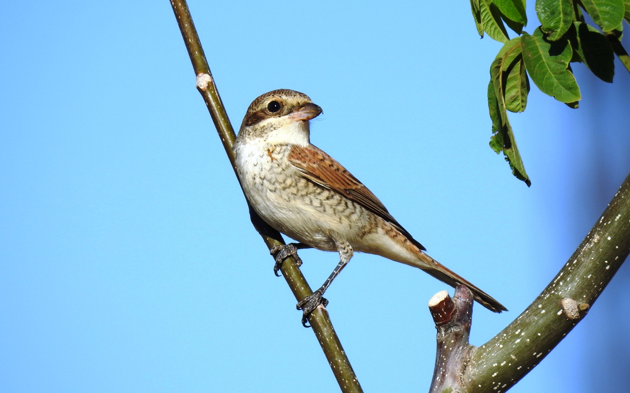 Kızılsırtlı örümcekkuşu » Red-backed Shrike » Lanius collurio