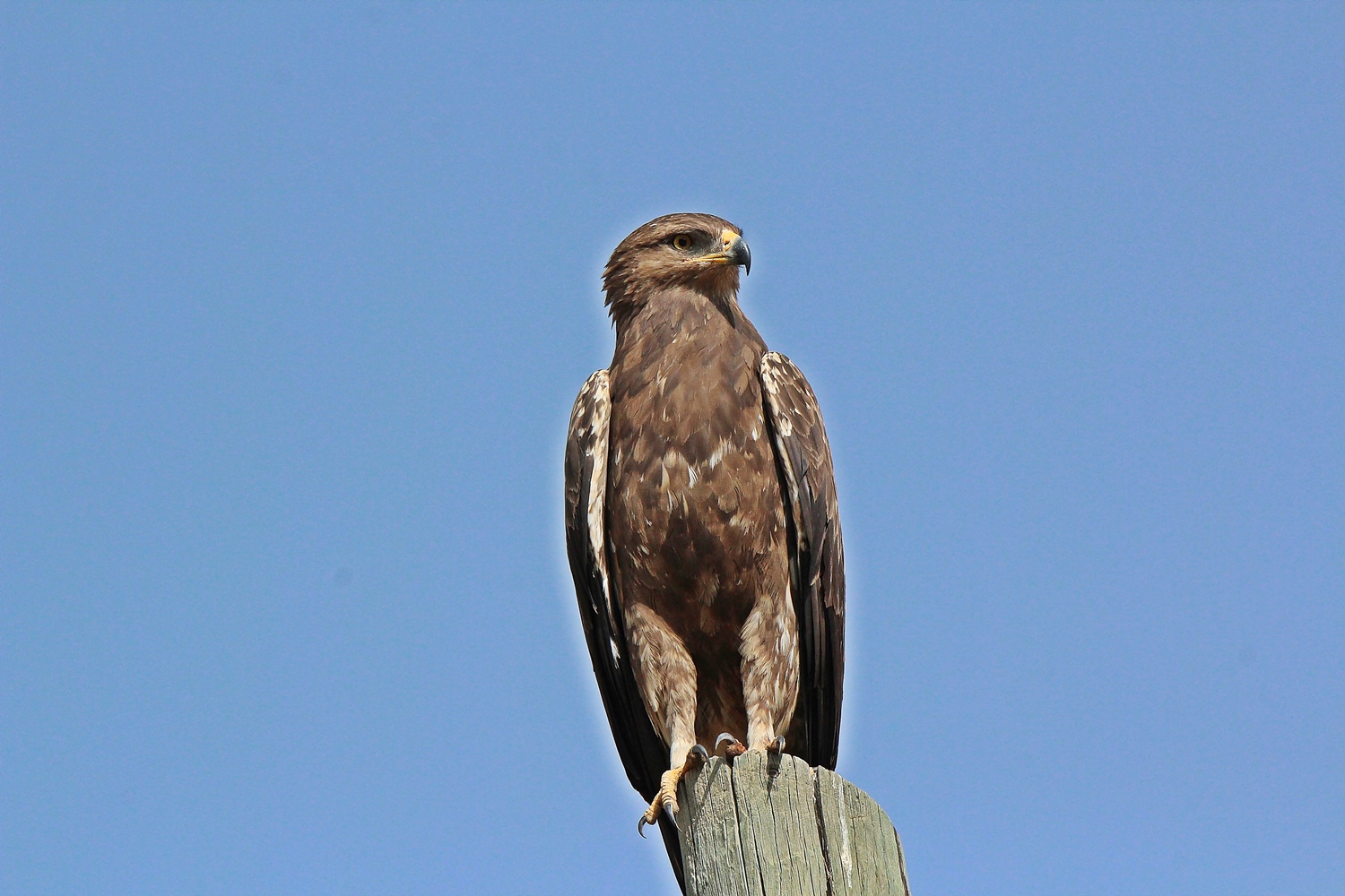 Küçük orman kartalı » Lesser Spotted Eagle » Clanga pomarina