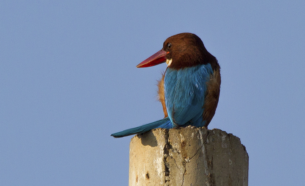 İzmir yalıçapkını » White-throated Kingfisher » Halcyon smyrnensis