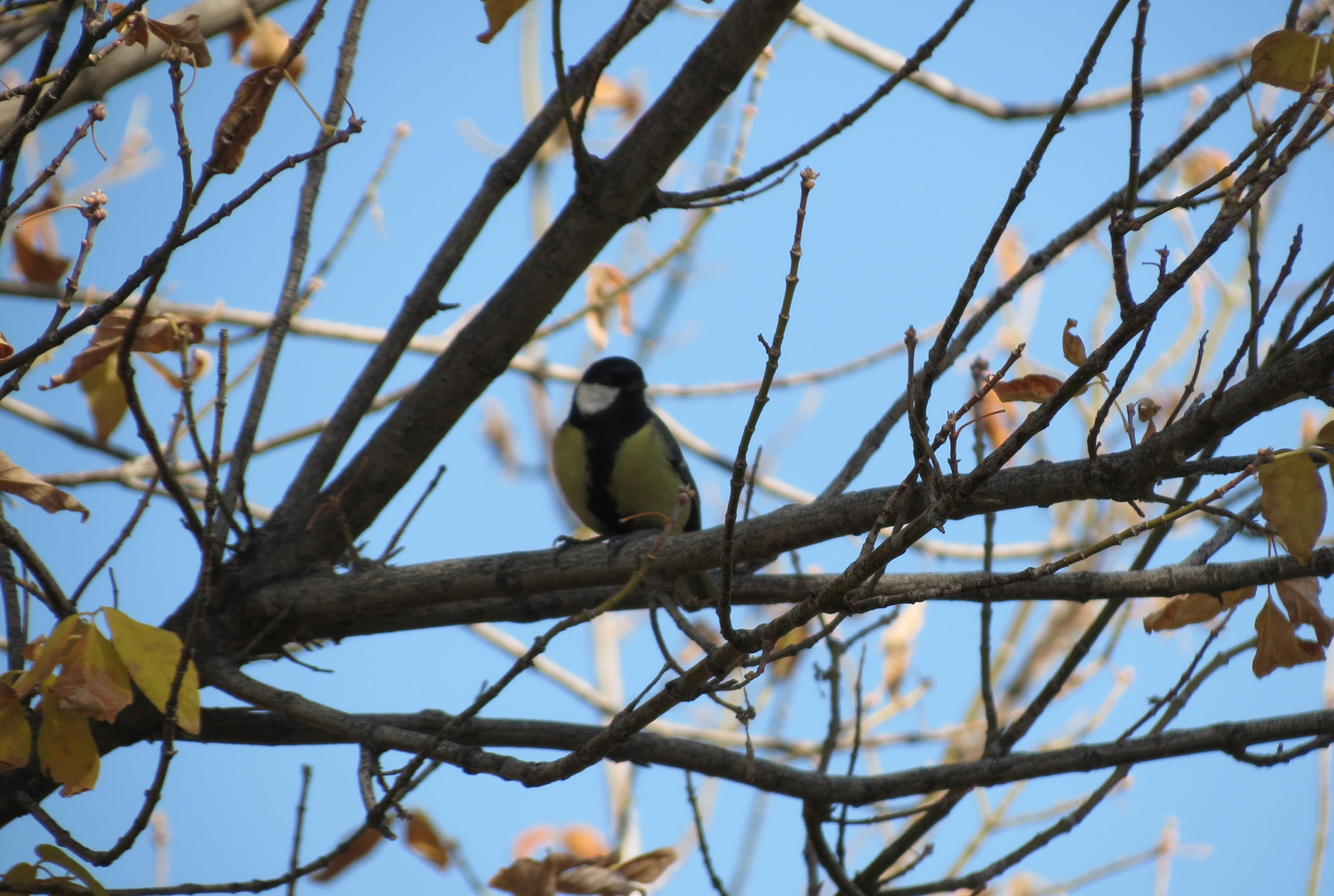 Büyük baştankara » Great Tit » Parus major