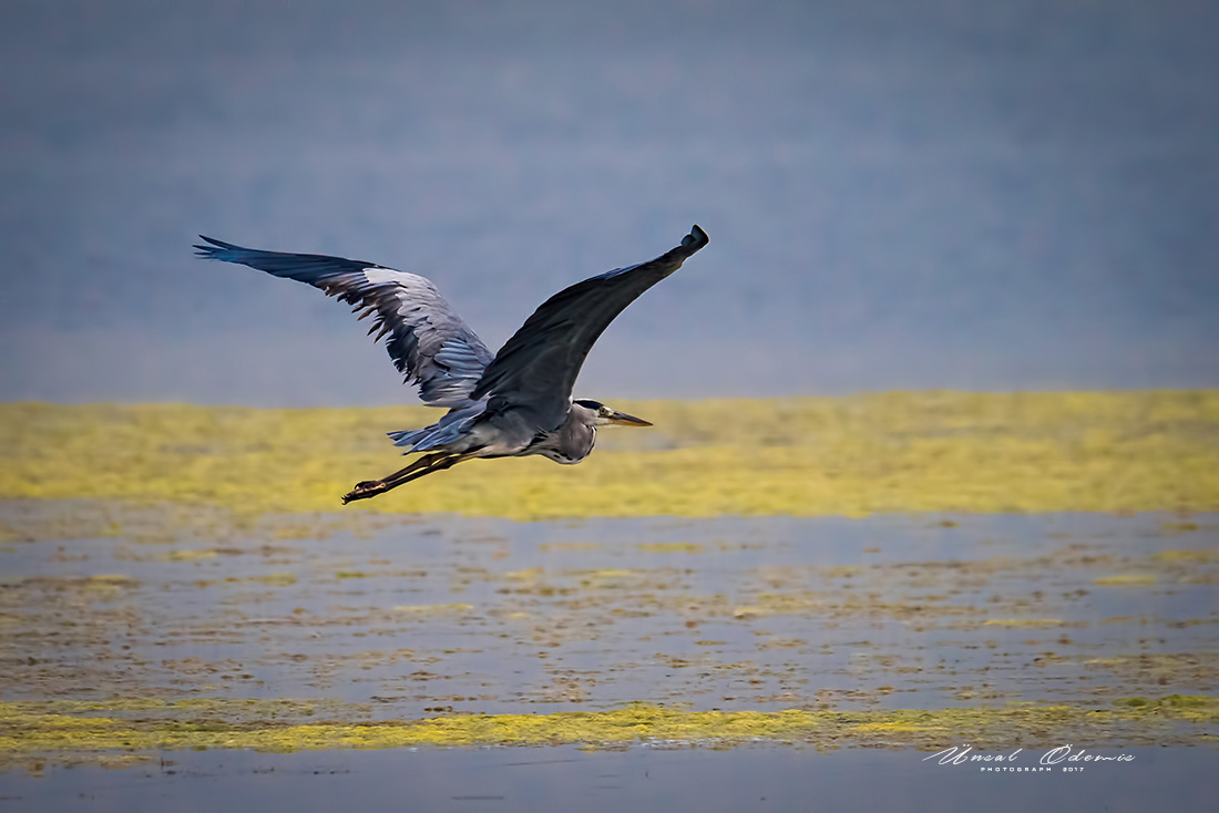 Gri balıkçıl » Grey Heron » Ardea cinerea