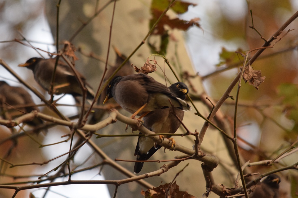 Çiğdeci » Common Myna » Acridotheres tristis