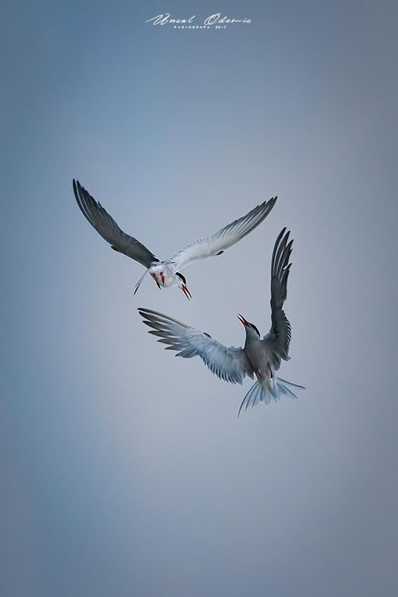 Sumru » Common Tern » Sterna hirundo