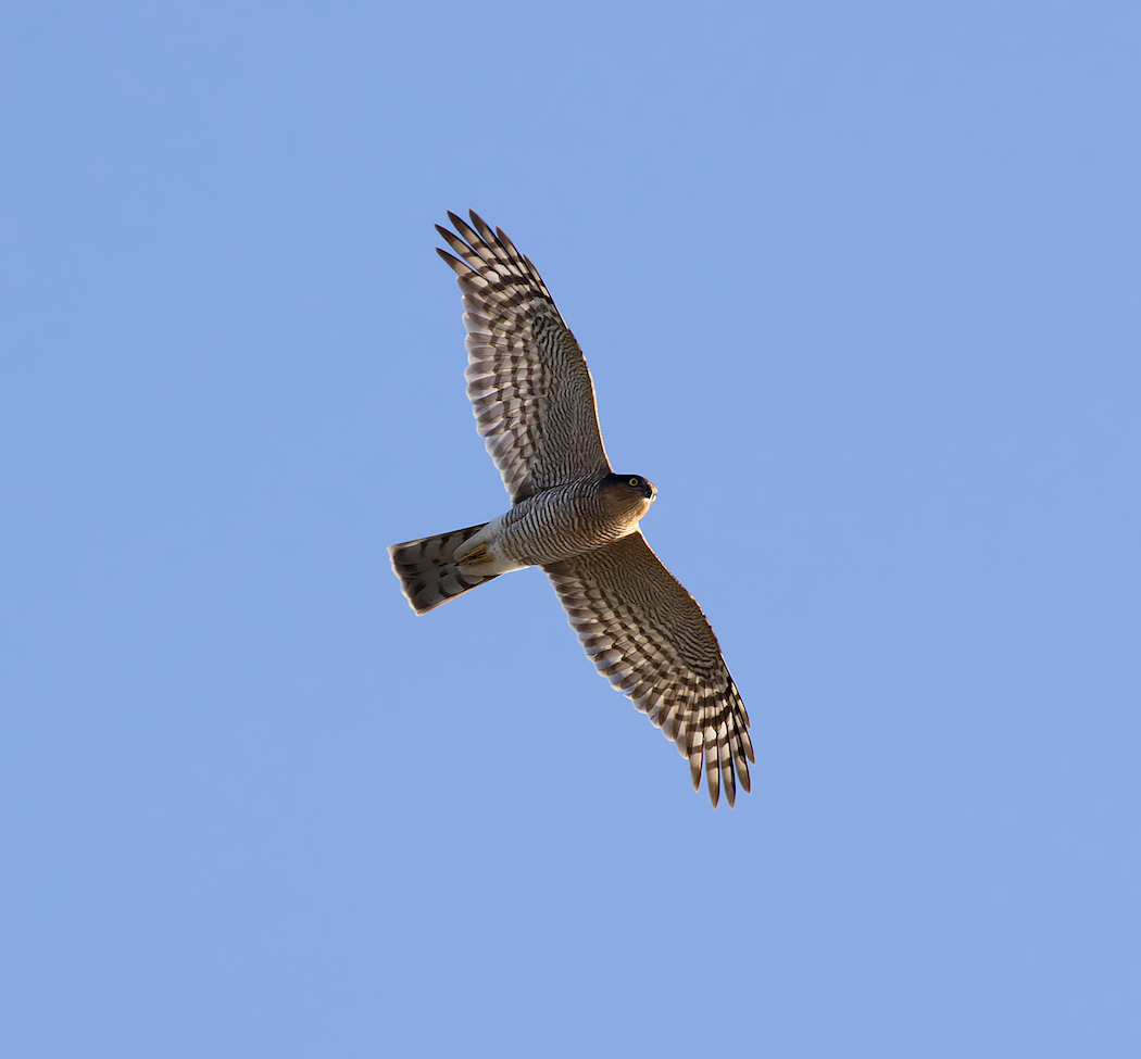Atmaca » Eurasian Sparrowhawk » Accipiter nisus