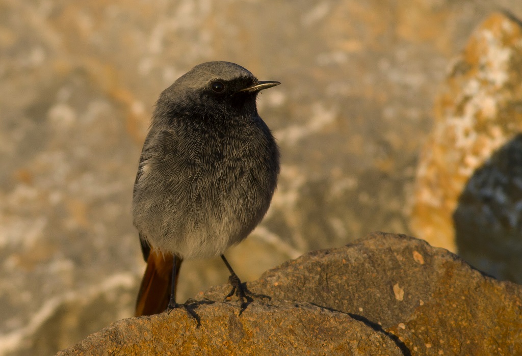 Kara kızılkuyruk » Black Redstart » Phoenicurus ochruros