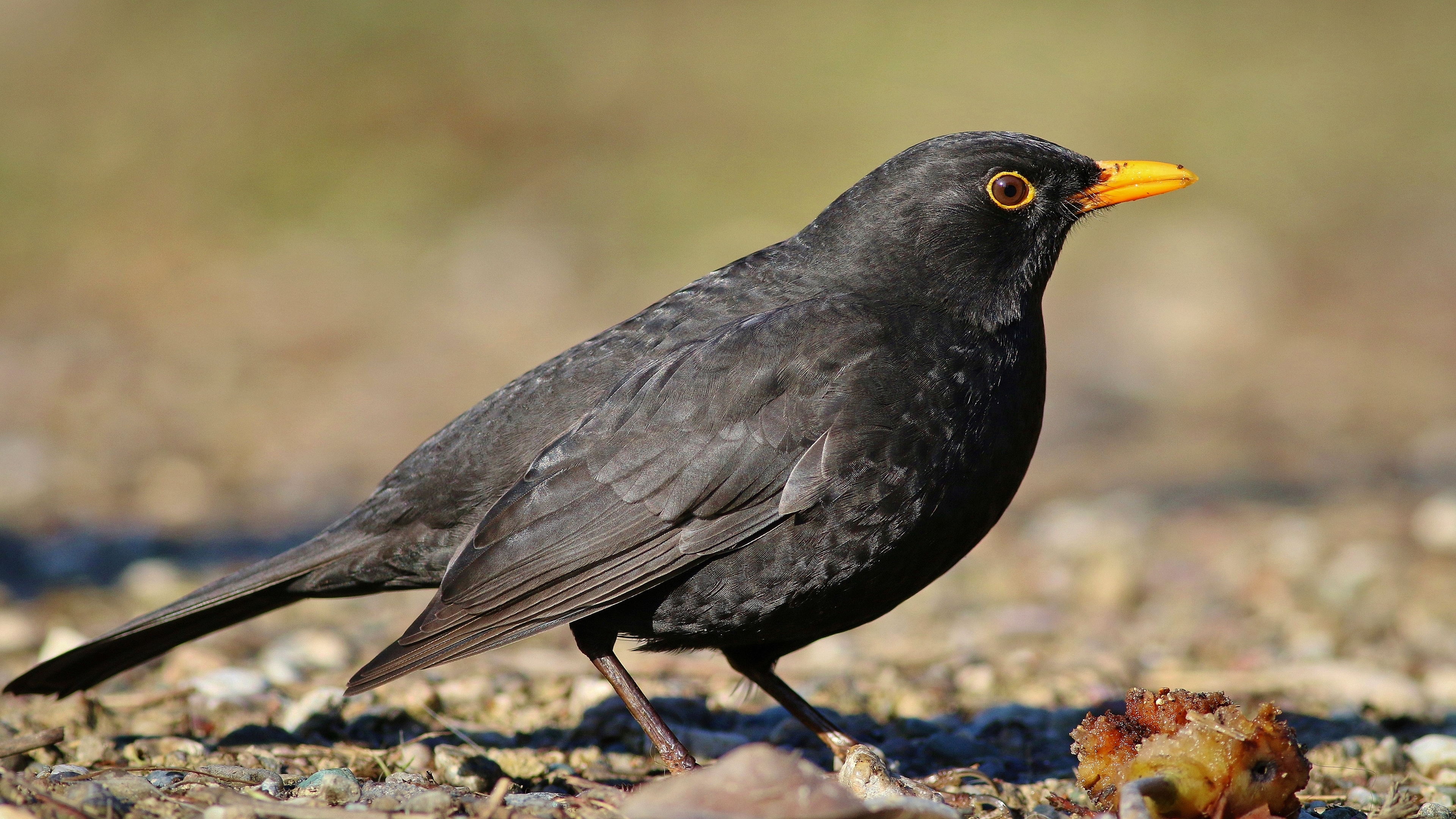 Karatavuk » Common Blackbird » Turdus merula