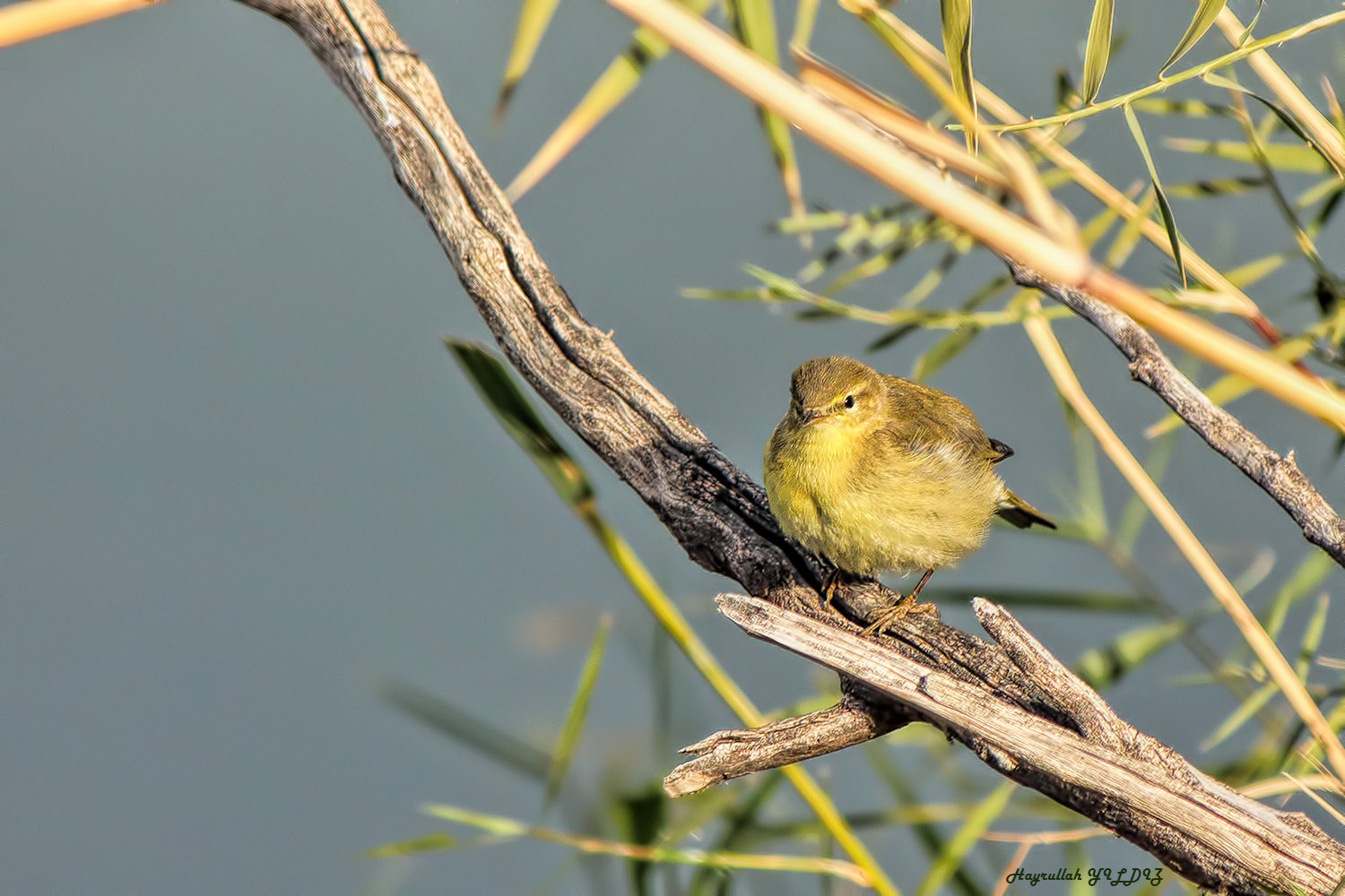 Çıvgın » Common Chiffchaff » Phylloscopus collybita