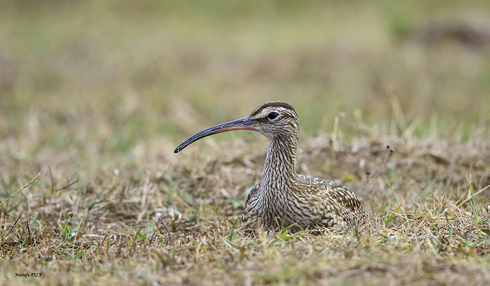 Sürmeli kervançulluğu » Eurasian Whimbrel » Numenius phaeopus