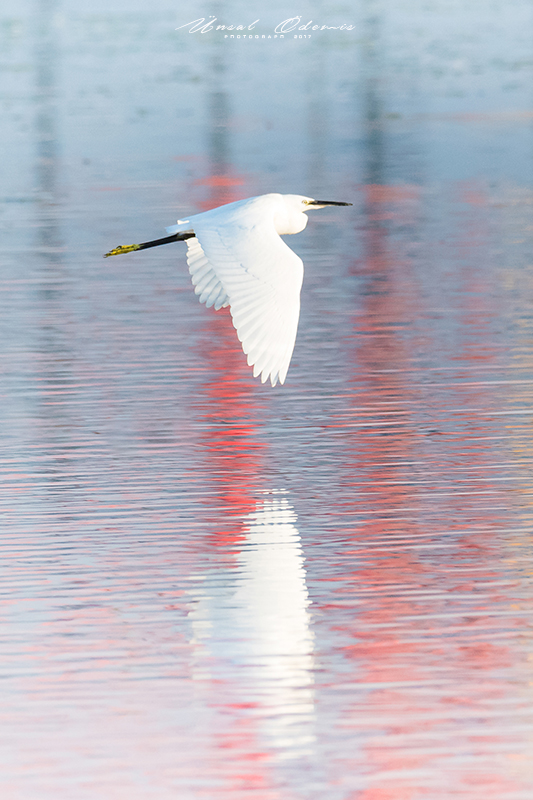 Küçük ak balıkçıl » Little Egret » Egretta garzetta