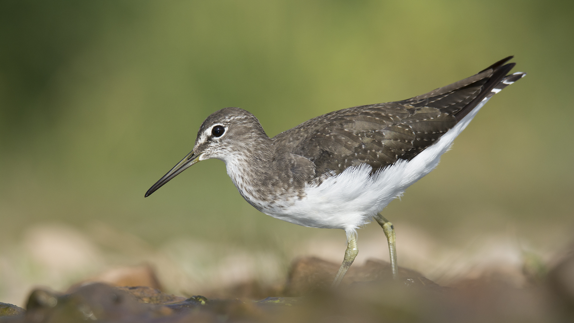Yeşil düdükçün » Green Sandpiper » Tringa ochropus