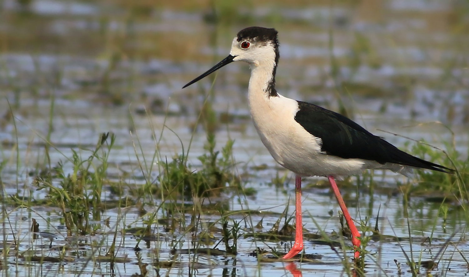 Uzunbacak » Black-winged Stilt » Himantopus himantopus