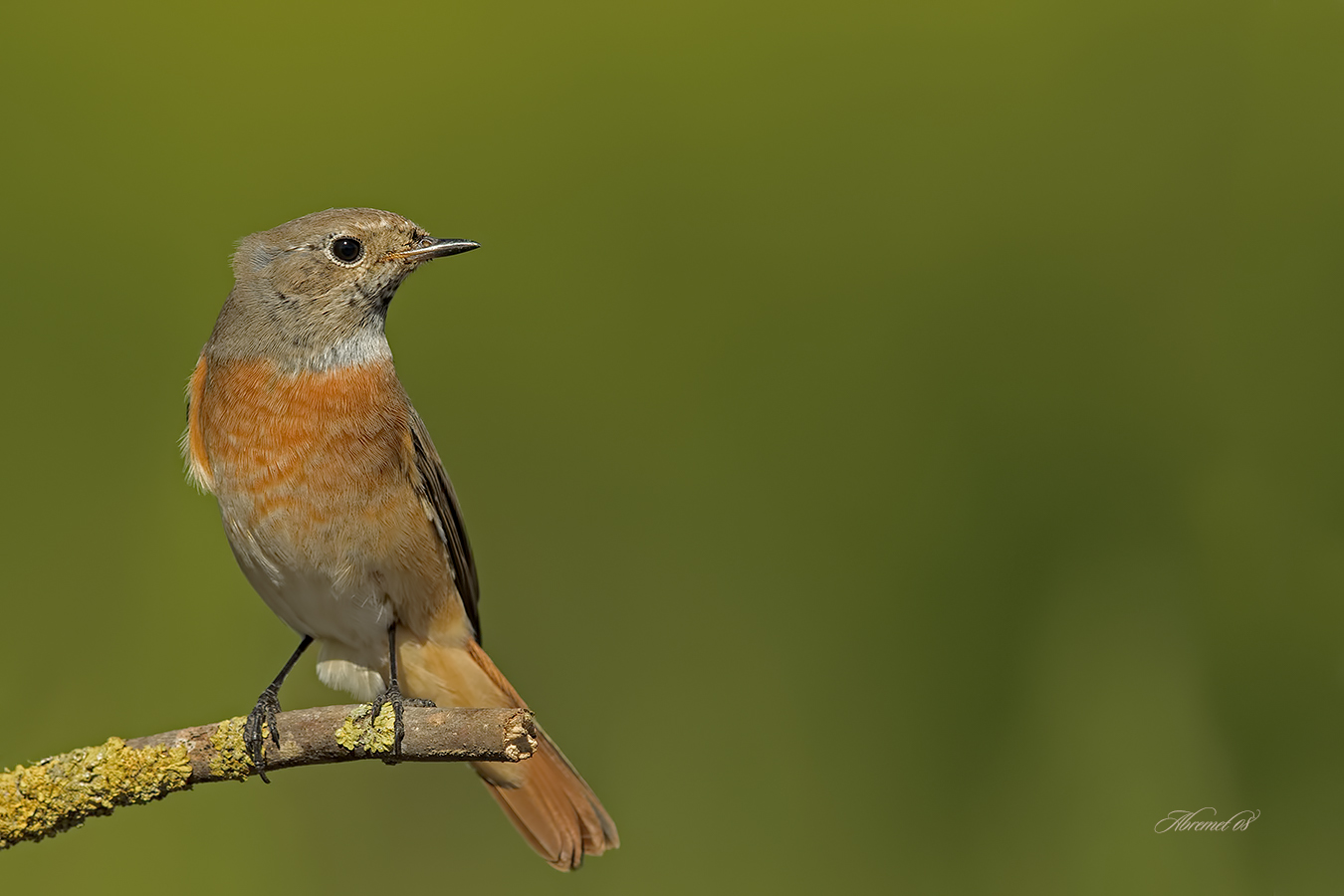 Kızılkuyruk » Common Redstart » Phoenicurus phoenicurus