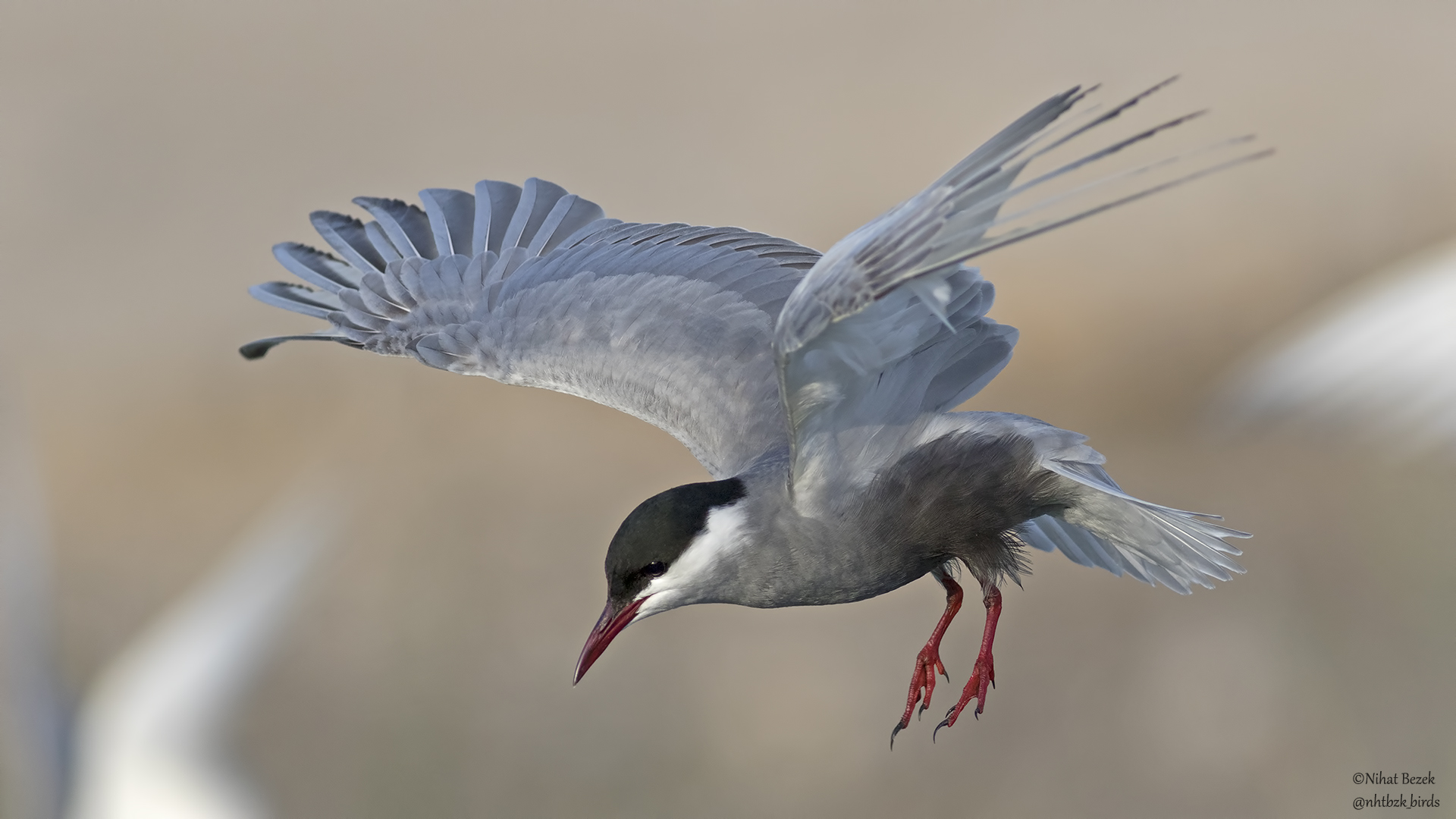 Bıyıklı sumru » Whiskered Tern » Chlidonias hybrida