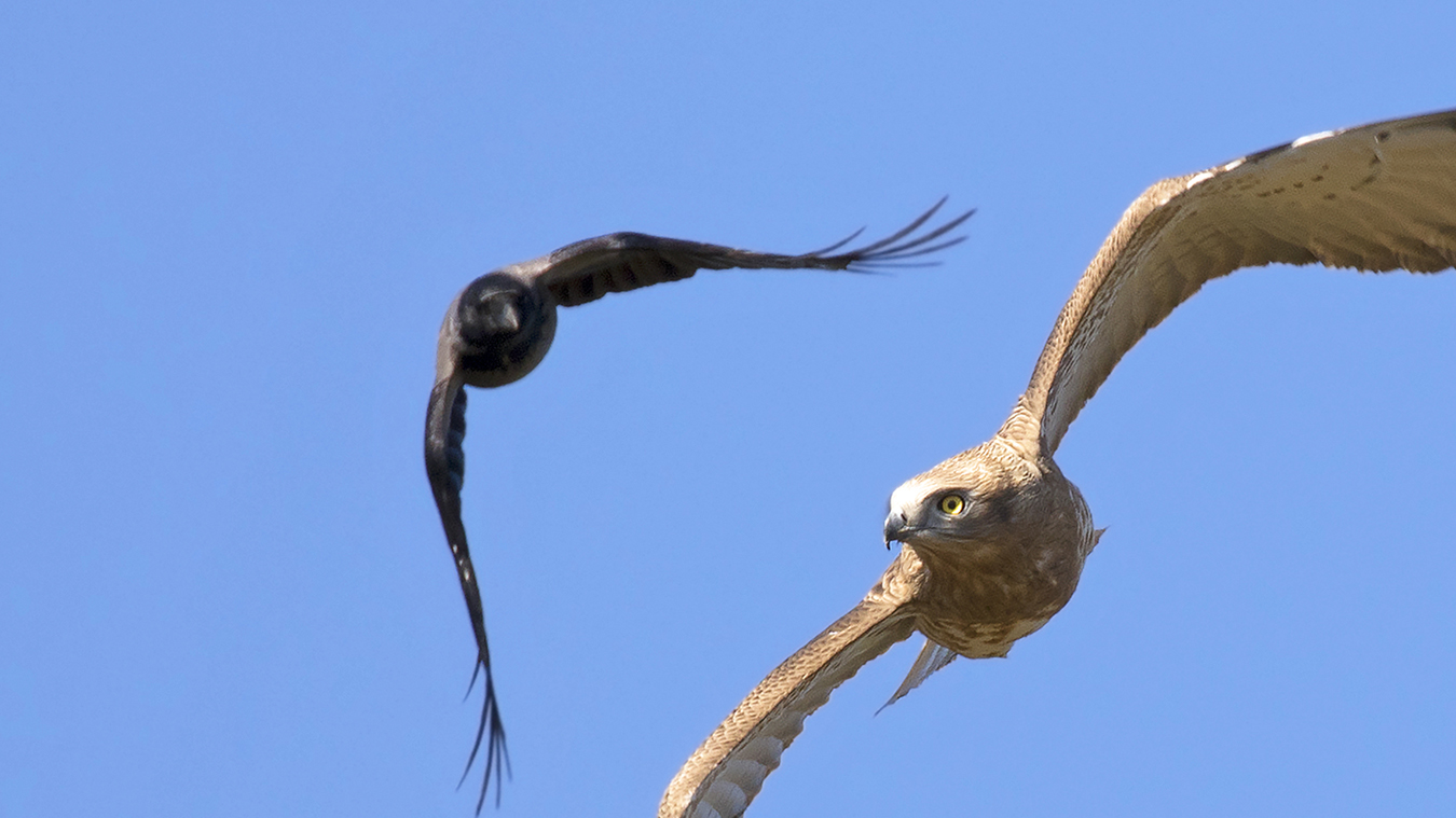 Yılan kartalı » Short-toed Snake Eagle » Circaetus gallicus