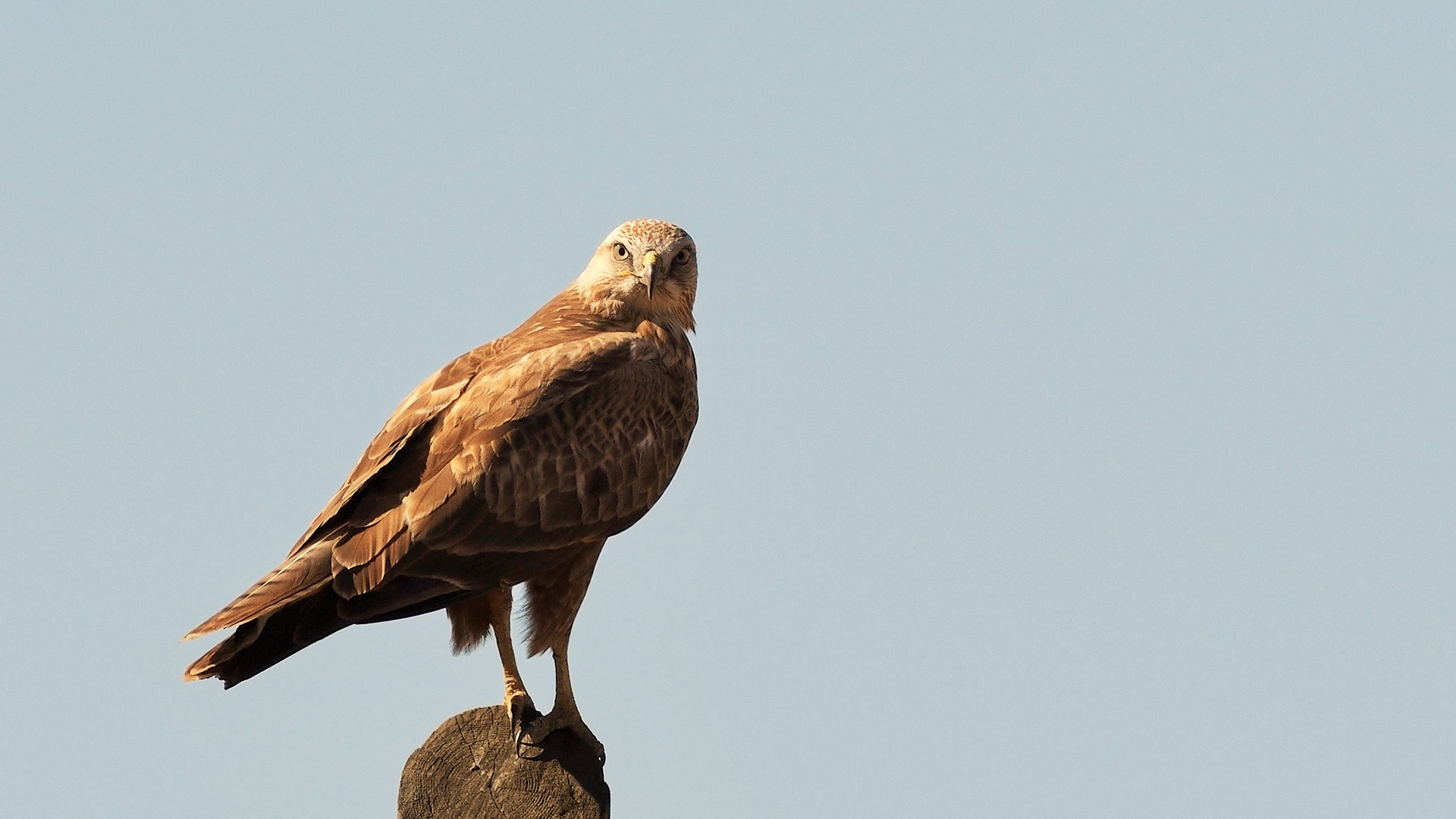 Kızıl şahin » Long-legged Buzzard » Buteo rufinus