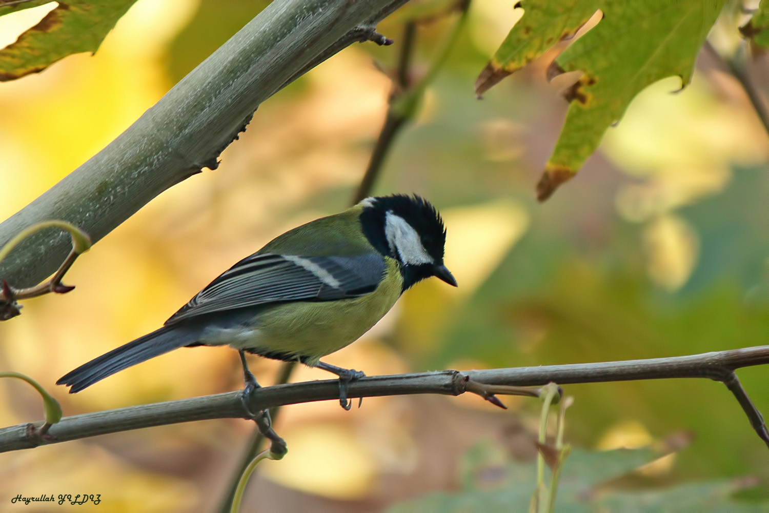 Büyük baştankara » Great Tit » Parus major
