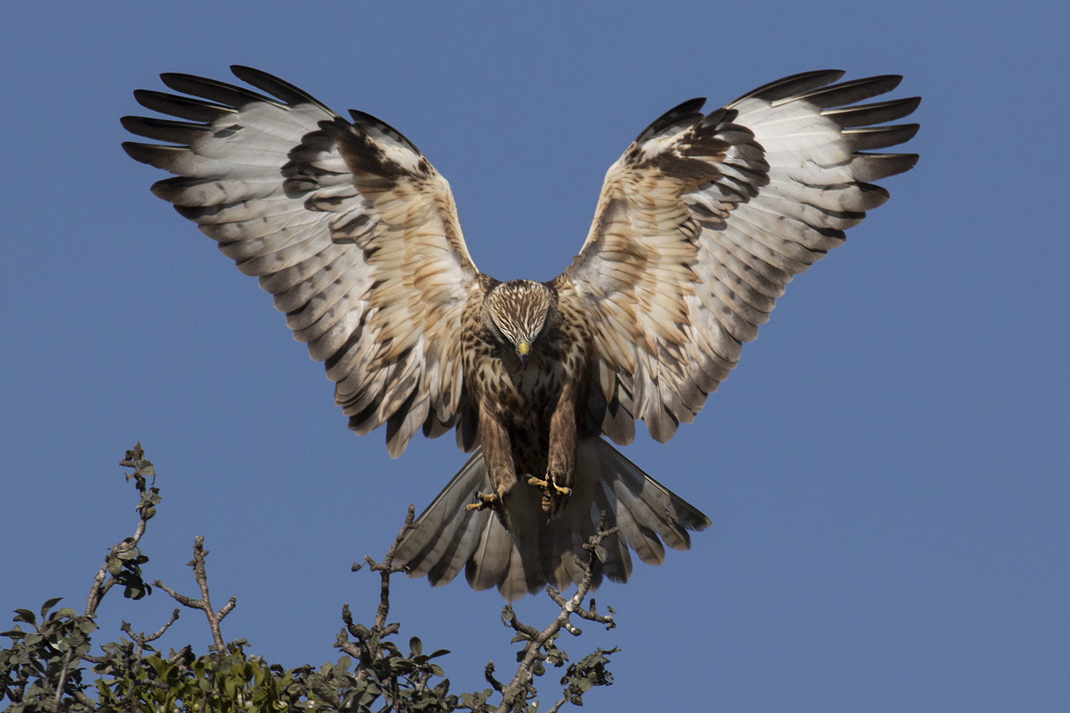 Kızıl şahin » Long-legged Buzzard » Buteo rufinus