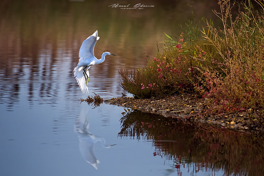 Küçük ak balıkçıl » Little Egret » Egretta garzetta
