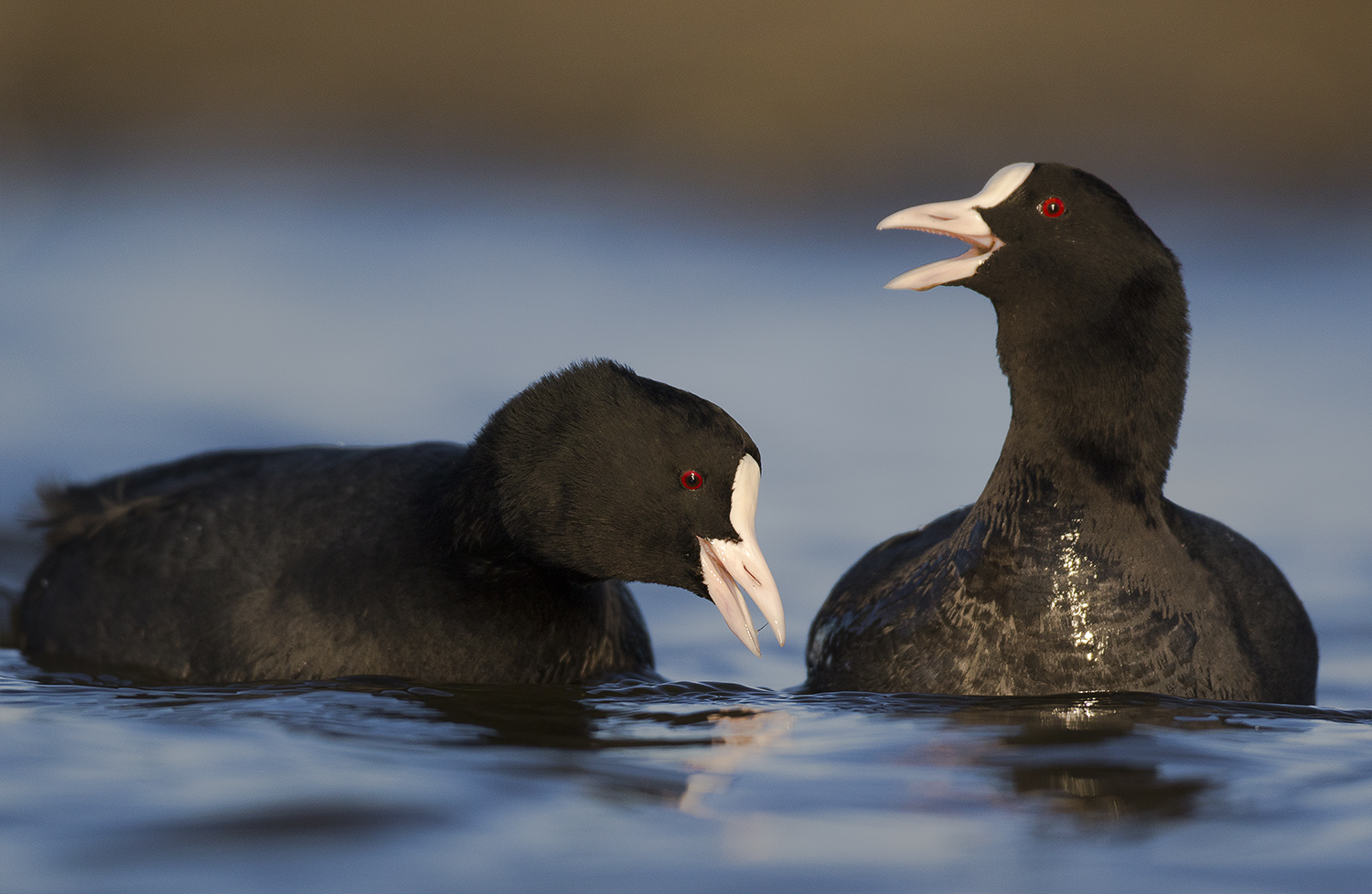 Sakarmeke » Eurasian Coot » Fulica atra
